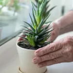 Aloe vera Alzheimer’s research on beta-sitosterol