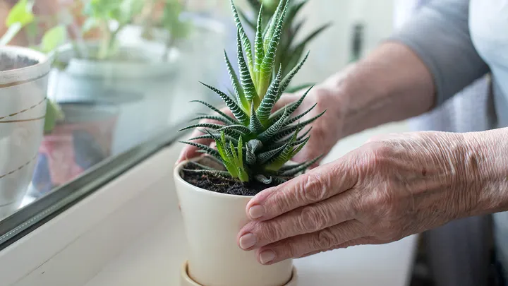 Aloe vera Alzheimer’s research on beta-sitosterol