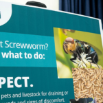 Flesh-Eating Screwworm Returns to U.S. Soil: Four Cases Confirmed as USDA Scrambles to Contain Outbreak