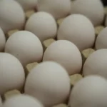 19 Million Eggs Recalled Over Salmonella Risk — FDA Assigns Highest-Danger Classification as Outbreak Spreads to 17 States