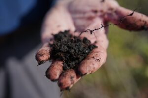 Peatlands Are Storing Our Climate Future — and We're Losing Them Fast