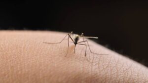 Dengue Fever Is Surging in Florida — and People Are Getting Sick Without Ever Leaving Home